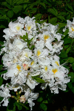 biały różanecznik odmiana Persil, rododendron, Rhododendron, variety Persil	, wiosenne kwiaty, spring flowers 