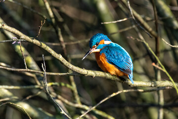 Eisvogel/Kingfischer in der Mittagssonne