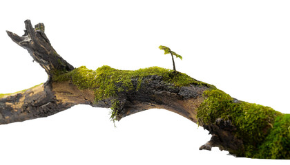 Fototapeta na wymiar Green moss on tree branch isolated on transparent background.