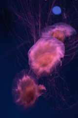 Obraz premium Fluorescent jellyfish swimming underwater aquarium pool with red neon light. The Lion's mane jellyfish, Cyanea capillata also known as giant jellyfish, arctic red jellyfish, hair jelly