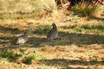Close-up of male and female Bobwhite birds standing side by side in grass in the shade of a Mesquite tree. Springtime in Texas