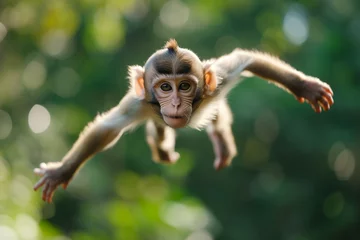 Gordijnen Single Monkey or Macaca jumping in a flying position. It leaping floats in the air with shock. a monkey was jumping from tree to tree. Common squirrel monkey jumping © Nataliia_Trushchenko