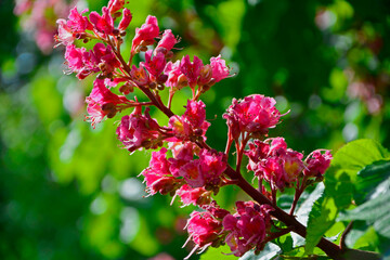 Kasztanowiec czerwony, kwiaty kasztanowca czerwonego, Aesculus ×carnea, red horse-chestnut	
