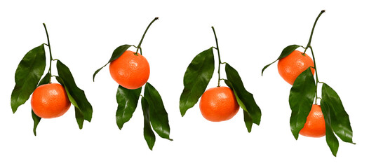 Four branches with tangerines isolated on white background. Set of citrus fruits on a branch to...