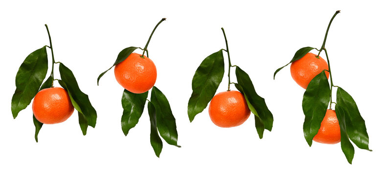 Four branches with tangerines isolated on white background. Set of citrus fruits on a branch to create a collage or a postcard.