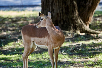 Close-up of Texas blackbuck antelope female doe in the shade of a tree