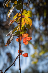 red, yellow, orange color. Colorful ivy leaves.
Perfect autumn background.