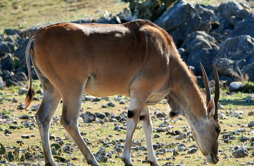 Naklejka na ściany i meble Profile close-up of Common eland -Taurotragus oryx eating grass in Texas