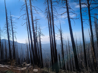 Kings Canyon National Park California
