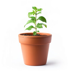 Obraz premium Flowerpot isolated on a white background