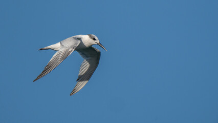 sandwich tern in flight over the mediterranean sea	