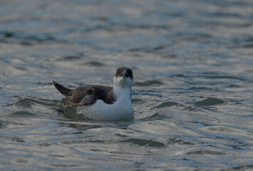 Young razorbill swimming in the mediterranean sea	