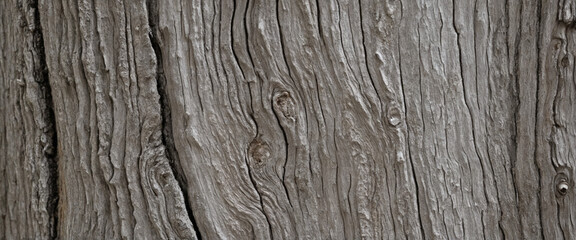 Obraz premium Natural tree bark texture background. Gray wooden abstract background. Rough textured trunk surface. Eco-friendly concept. Bark of rain tree.
