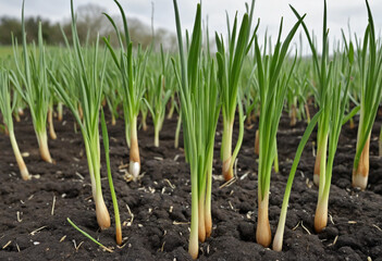 Obraz premium Garlic sprouts flourishing in a garden.