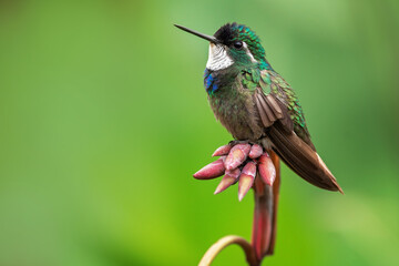 The white-throated mountaingem or white-throated mountain-gem (Lampornis castaneoventris) It is endemic to Costa Rica