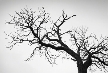 Fototapeta premium Spooky Dead Tree Silhouette on White Background for Halloween. Artistic Black and White Scene Symbolizing Death, Despair, and Peace.