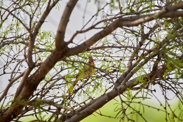 Female cardinal perched hiding in the branches of a Texas Mesquite tree