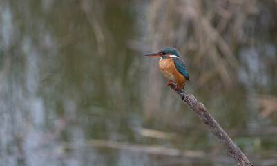 the kingfisher on the branch ready to fish	