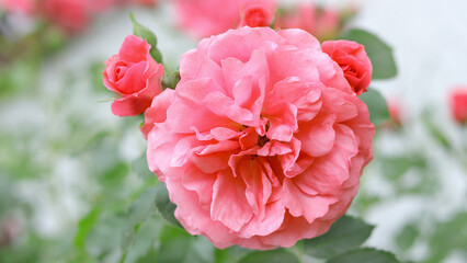 Beautiful background with flowers Roses. Delicate red roses in a full bloom in the garden. Pink Rose. Red garden rose on a bush in a summer garden. Flower bush . Postcard. Valentine's Day.