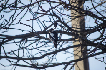 a woodpecker sits on a tree branch in winter, winter,