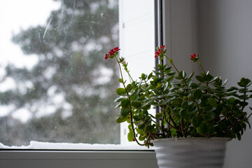 window with flowers