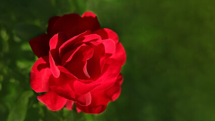 Flower of red Rose in the summer garden. Close-up of a red rose on a dark green background. High flower bush. Valentine's day. Postcard. Fresh red rose on natural background with place for text.