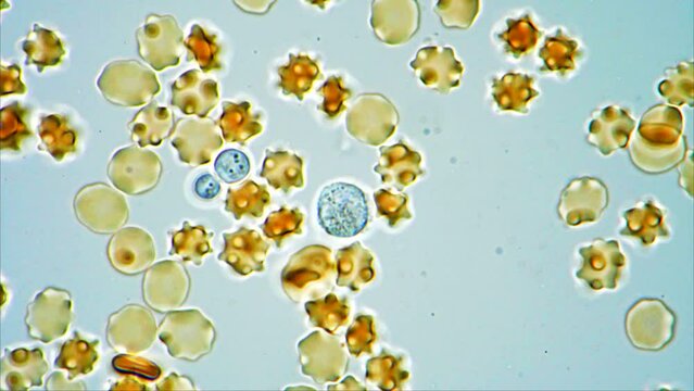 White blood cell fighting pathogen in the blood stream 