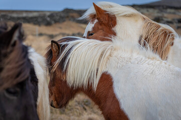 chevaux islandais 