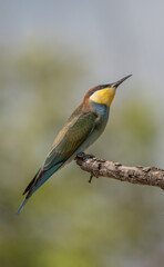 European bee-eater on the branch	