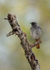 The male of the black redstart on a branch