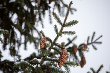 pine cone on a tree