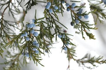 Evergreen juniper tree with blue berries in the snow, winter background