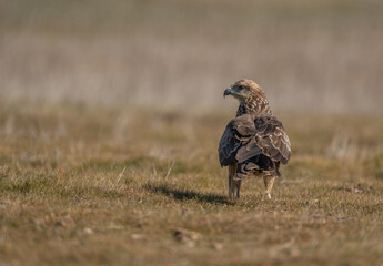 black kite on the ground
