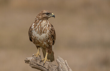 Common buzzard perched on a tree trunk	
