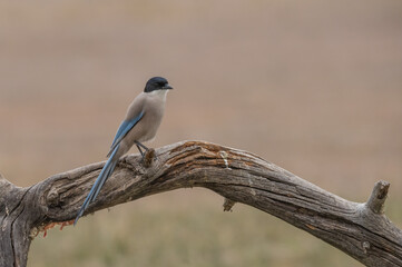 iberian magpie on the trunk	