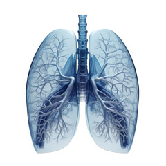 A Human Lungs Model. Cutout isolated on a transparent background. PNG - AI Generative