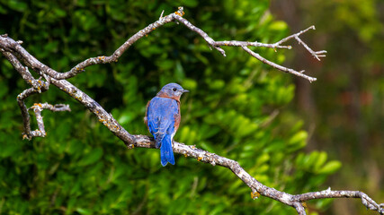 Blue bird perched in tree