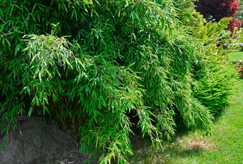 Bambus mrozoodporny, fargesia, bambus, Fargesia,  bamboo on the flowerbed, umbrella bamboo,...