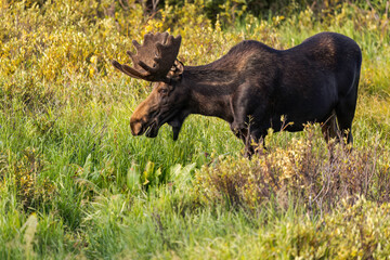 Bull Moose in the Snowy Range Mountains of Wyoming