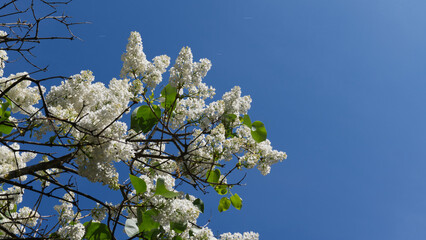 lilac flowers against the blue sky
