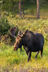 Bull Moose in the Snowy Range Mountains of Wyoming