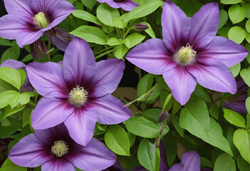 Purple blossoms of Clematis viticella Etoile Violette shining in summer garden, close-up view