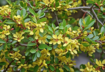 Japanese Barberry Shrub - Beautiful shrub with yellow-green leaves in spring
