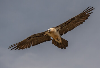 bearded vulture in flight over the pyrenees mountains	