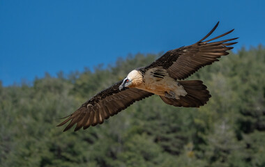 bearded vulture in flight over the pyrenees mountains	
