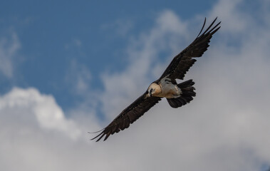 bearded vulture in flight over the pyrenees mountains	