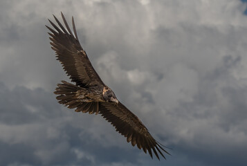 young bearded vulture in flight over the pyrenees mountains	