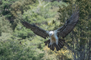 bearded vulture landing in the pyrenees mountains	