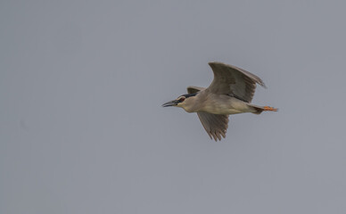 Black-crowned Night Heron in flight over the marsh	