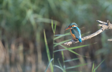 the kingfisher on the branch ready to fish	